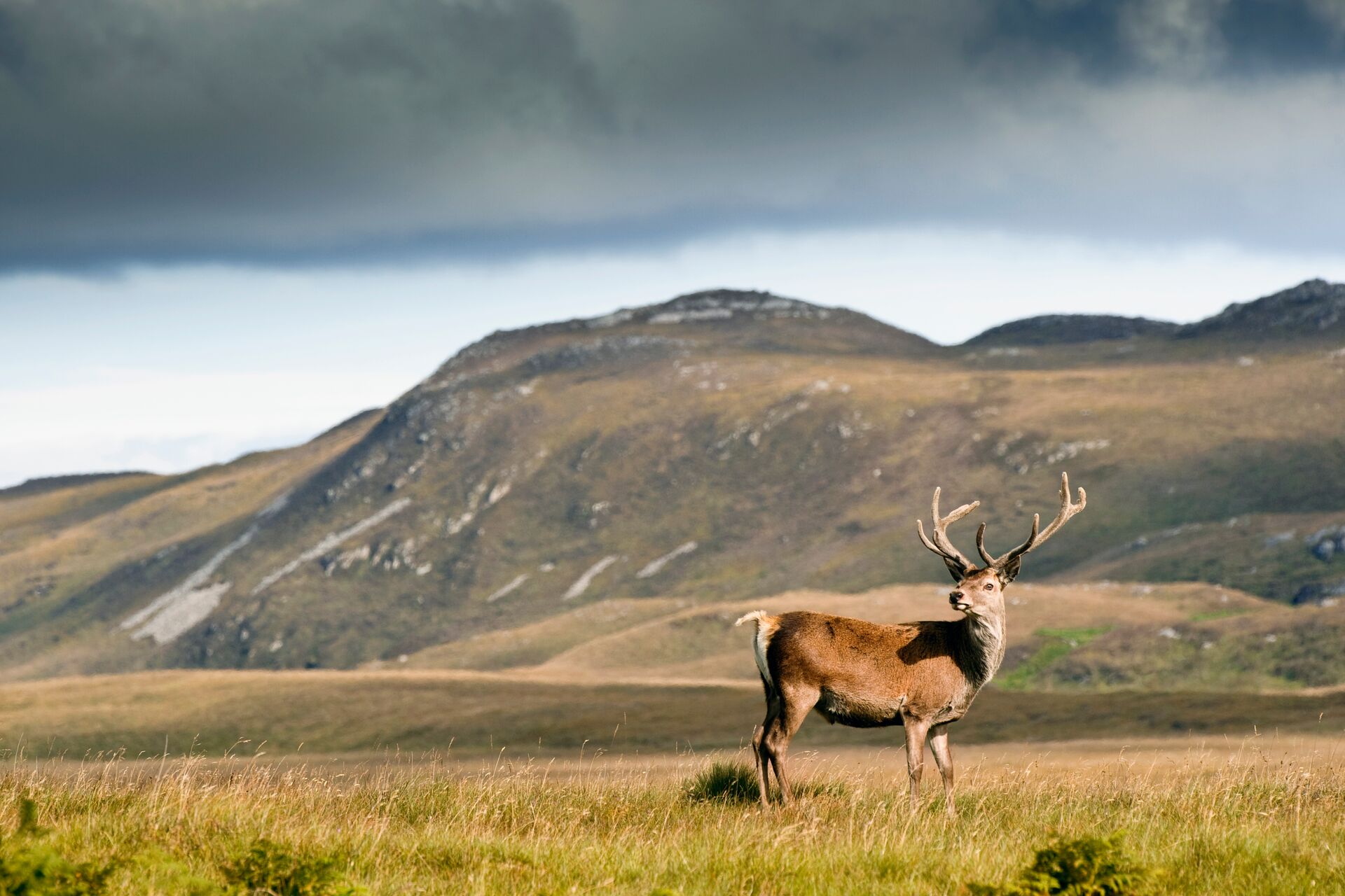 large-deer-standing-104058409
