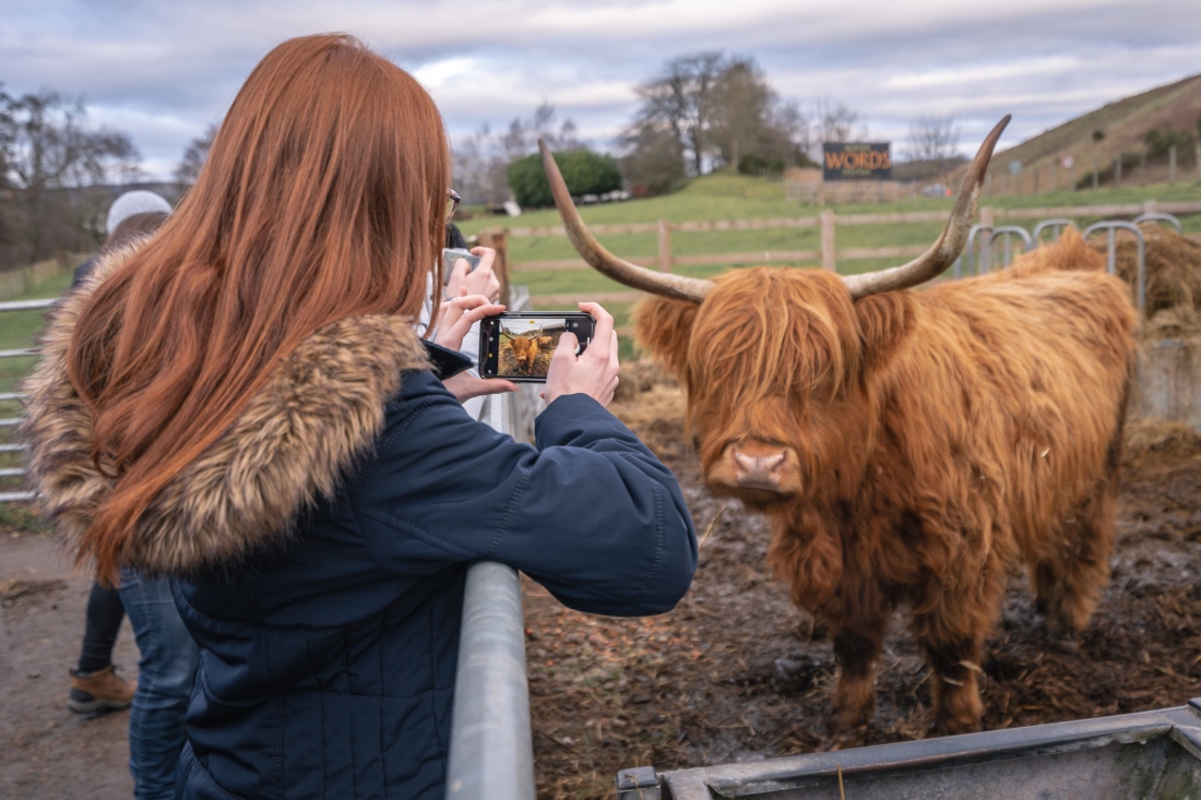 Hairy coo on a HAGGiS Adventures tour