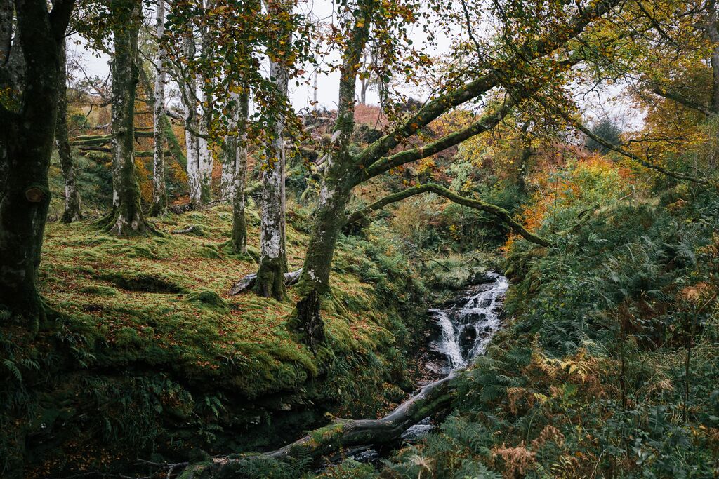 Image by Shae Maclean of the Tormore Forest