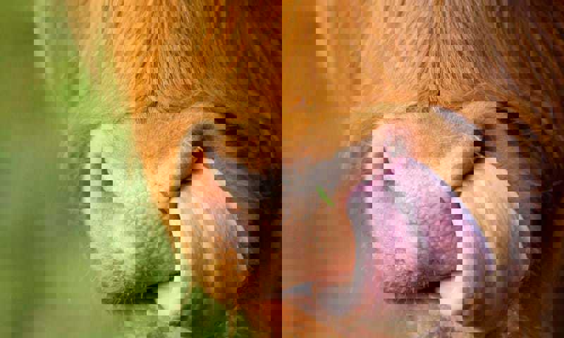 Hag Hairy Coo 2018 Hero